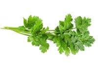 Coriander