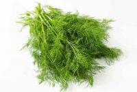 Dill Weed