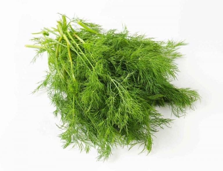 Dill Weed Essential Oils Guide Benefits, Uses & Blends PG
