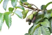 Essential Oil Ingredient African Elemi