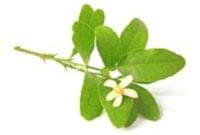 Essential Oil Ingredient Amyris Branches