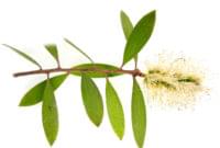 Essential Oil Ingredient Cajeput