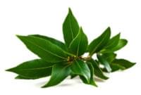 Essential Oil Ingredient Camphor Leaf