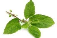 Essential Oil Ingredient Hydacheim Close Up