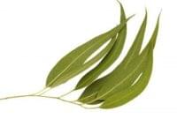 Essential Oil Ingredient Lemon Eucalyptus Sprout