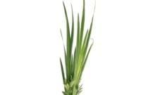 Essential Oil Ingredient Palmarosa Grass Seeds