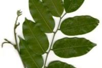 Essential Oil Ingredient Peru Balsam Tree