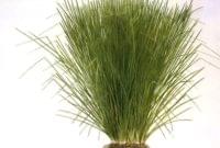 Essential Oil Ingredient Vetiver Grass