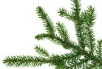 Essential Oil Ingredient Wild Black Spruce