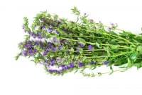 Hyssop