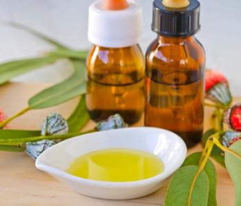 Ingredient Spotlight: Eucalyptus