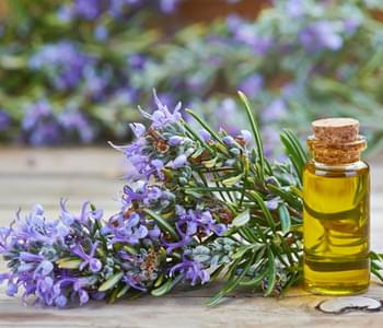 Ingredient Spotlight: Rosemary