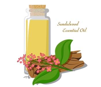 Ingredient Spotlight Sandalwood