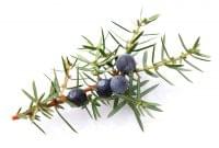 Juniper Berry