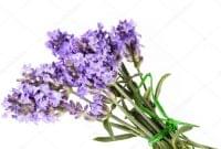 Kashmir Lavender