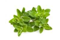 Marjoram