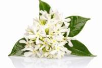 Neroli