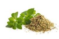 Oregano