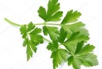 Parsley Leaf