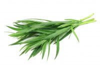 Tarragon