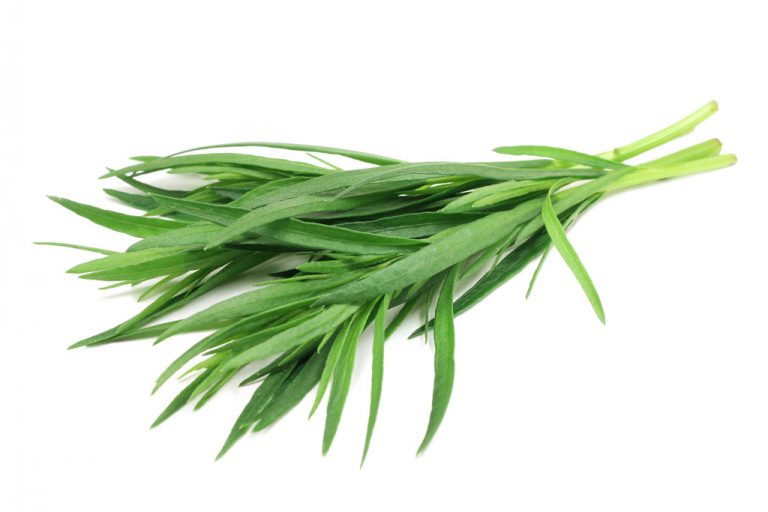 Tarragon Essential Oils Guide Benefits, Uses & Blends PG