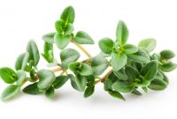 Thyme