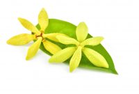 Ylang Ylang